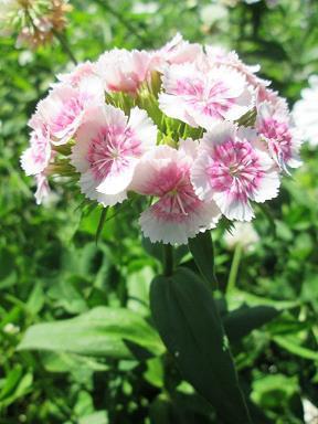 绣花枕头