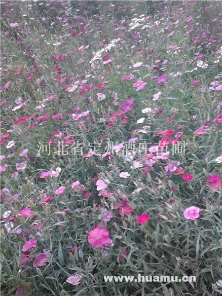 承上启下