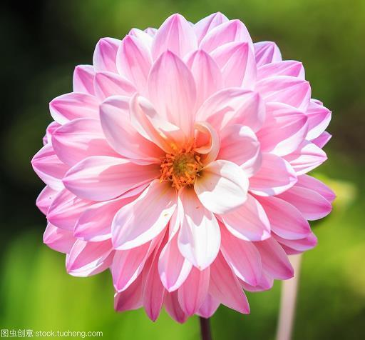 芝艾同焚