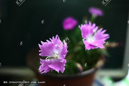 拉人下水