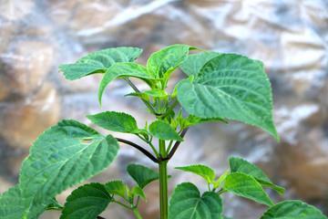 肆奸植党