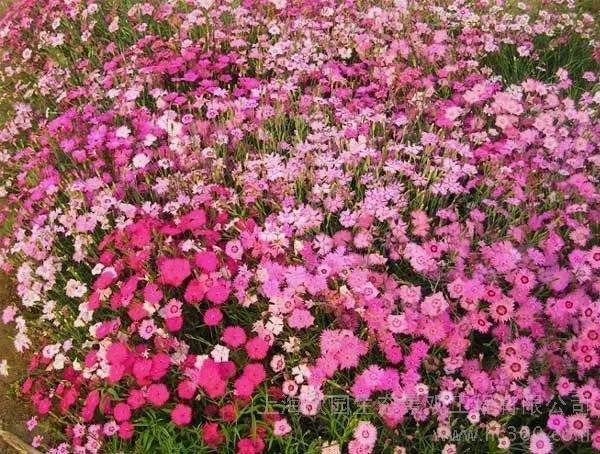 富室豪家