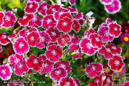 平安夜祝福短信