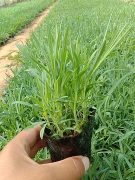 沐浴膏泽