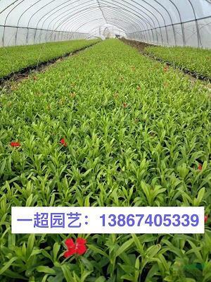 国家将兴，必有祯祥