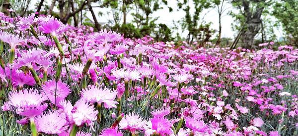 羞花闭月