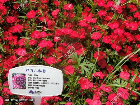 天下鼎沸