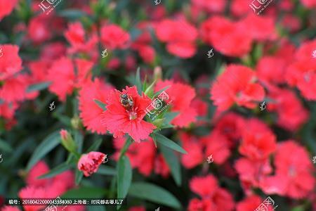 情面难却