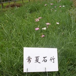 目不忍见