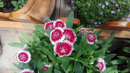 横生枝节