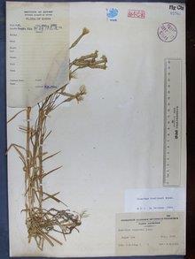 独揽大权