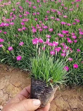用尽心机