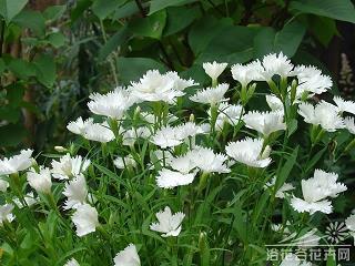 依葫芦画瓢