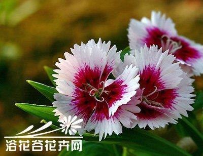 一介不取