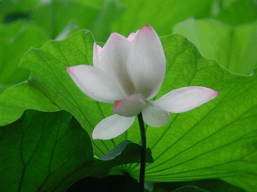 耻居人下