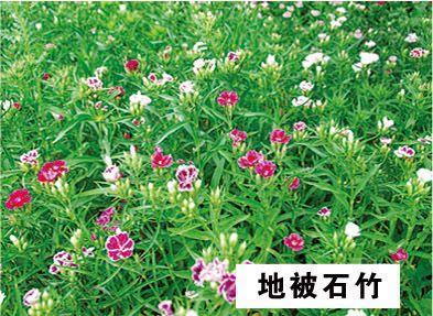 爱慕虚荣