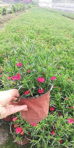 刺虎持鹬
