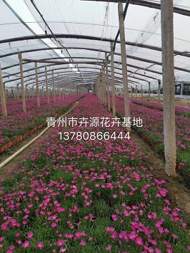 握风捕影