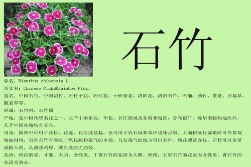 五色无主
