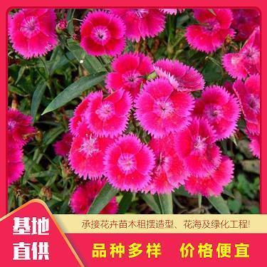 至诚高节