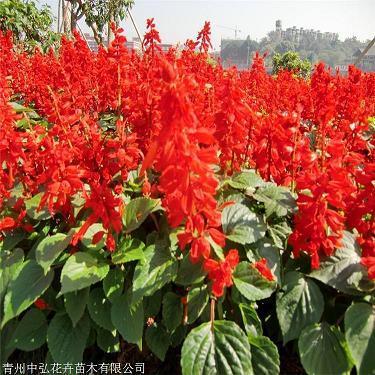 失斧疑邻