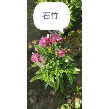 丹书铁券