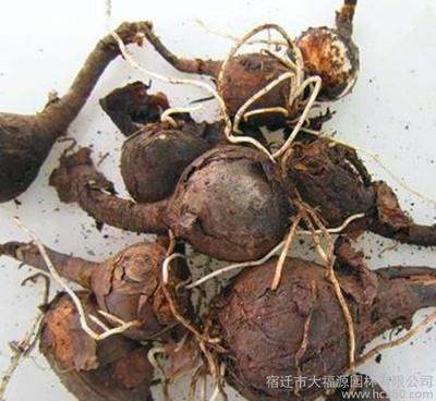 蛮歌獠语