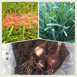 不识不知