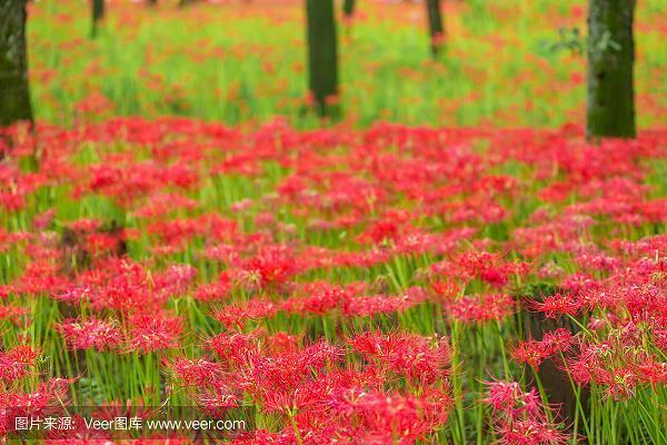 遁世无闷