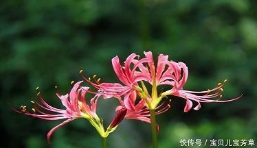 榱栋崩折