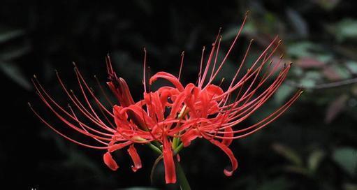 连明彻夜
