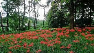 防芽遏萌