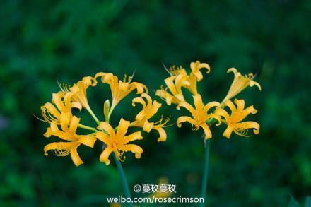 沽激虚名