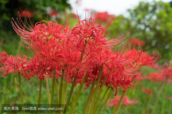 柳巷花街