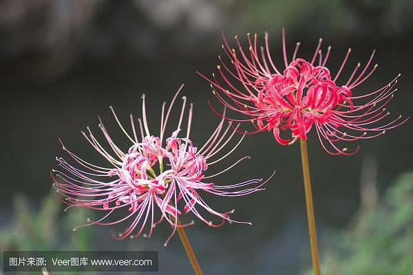 重关击柝