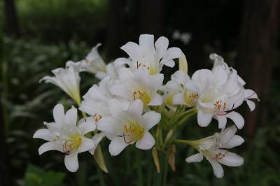 泰山压卵