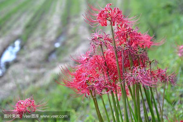 弃其馀鱼