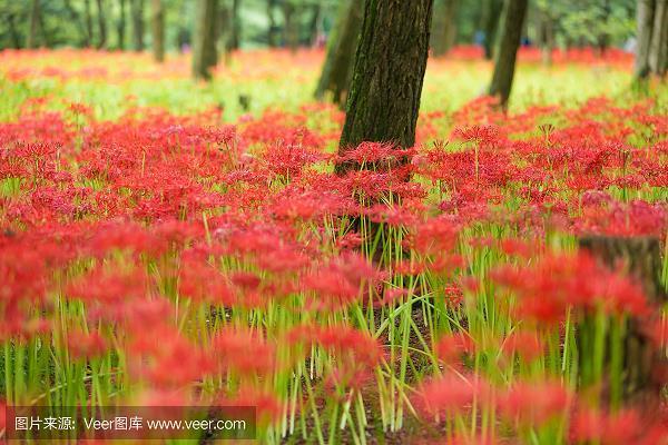 枯蓬断草