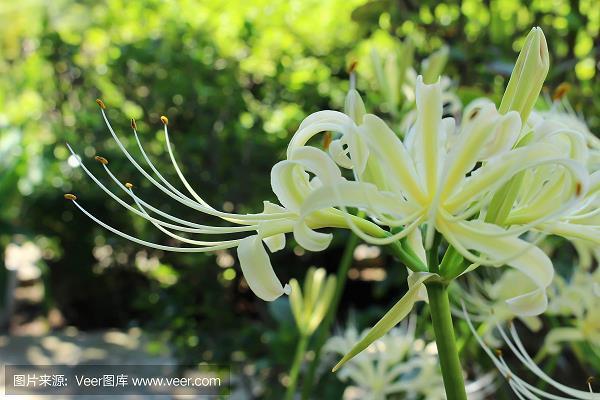 清风明月