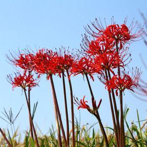 花天锦地