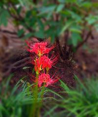 中馈犹虚