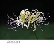 东趋西步