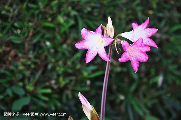 阳解阴毒