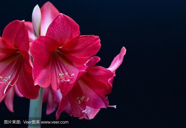 各有巧妙不同