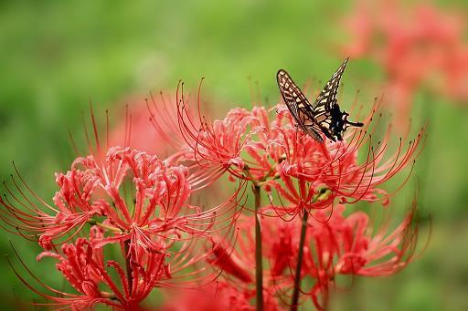 留芳百世