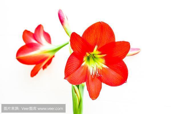 大张挞伐