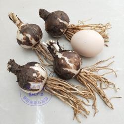 忍辱求全