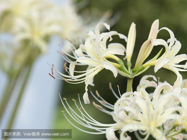 琴瑟不调