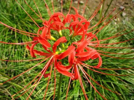 雾里看花