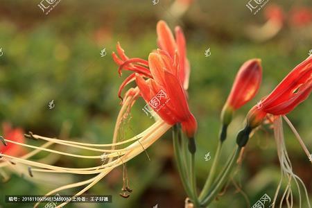 蠹啄剖梁柱，蚊虻走牛羊
